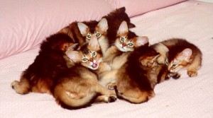 Somali kittens